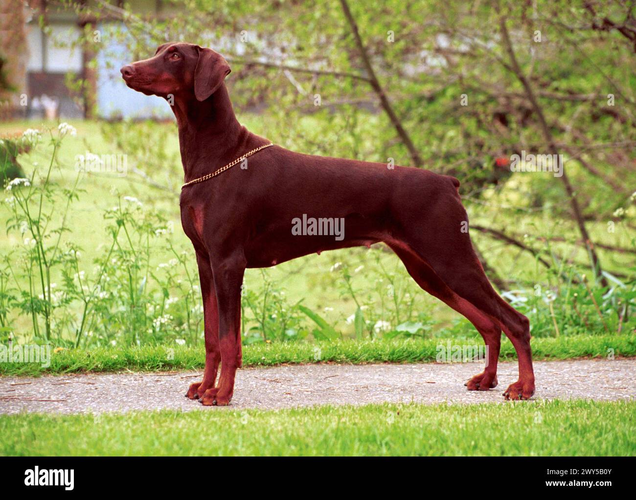 Red Dobermann Female Adult in a Show Stance Outdoors Stock Photo