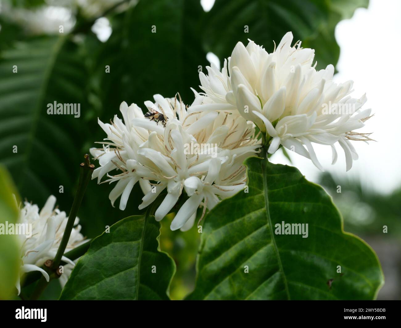 Red dwarf Honey bee on Robusta coffee blossom on tree plant with green leaf with black color in background. Petals and white stamens of blooming Stock Photo