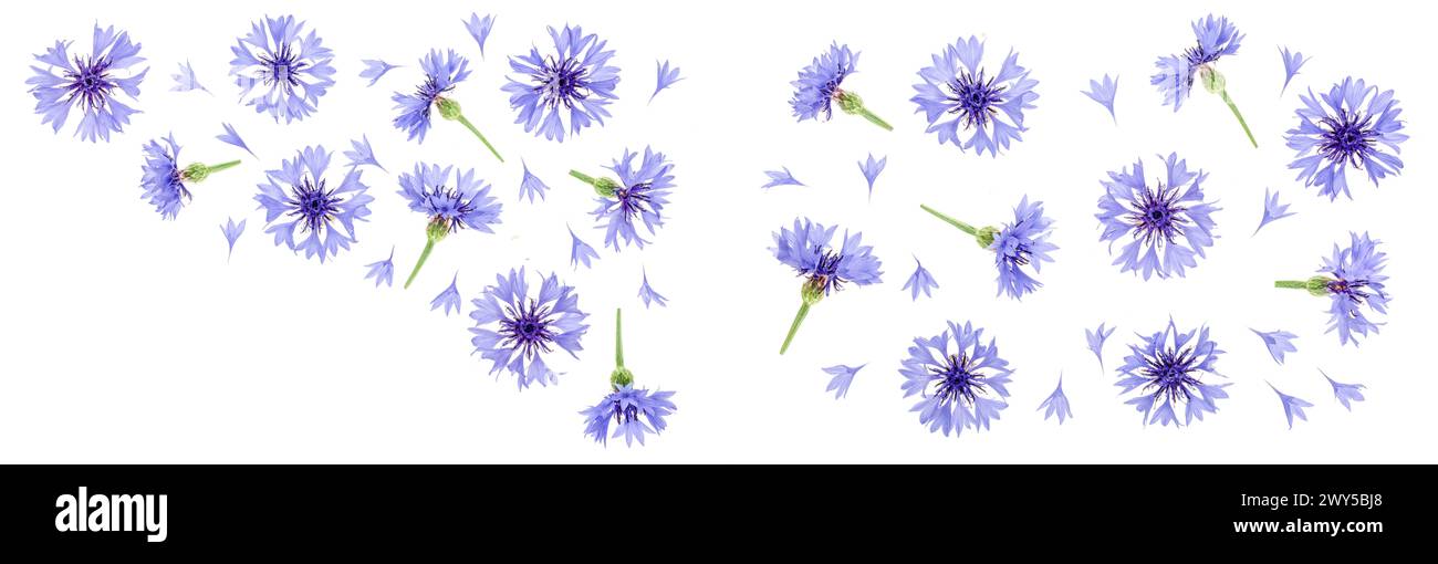 Blue cornflower isolated on white background c. Top view. Flat lay pattern Stock Photo