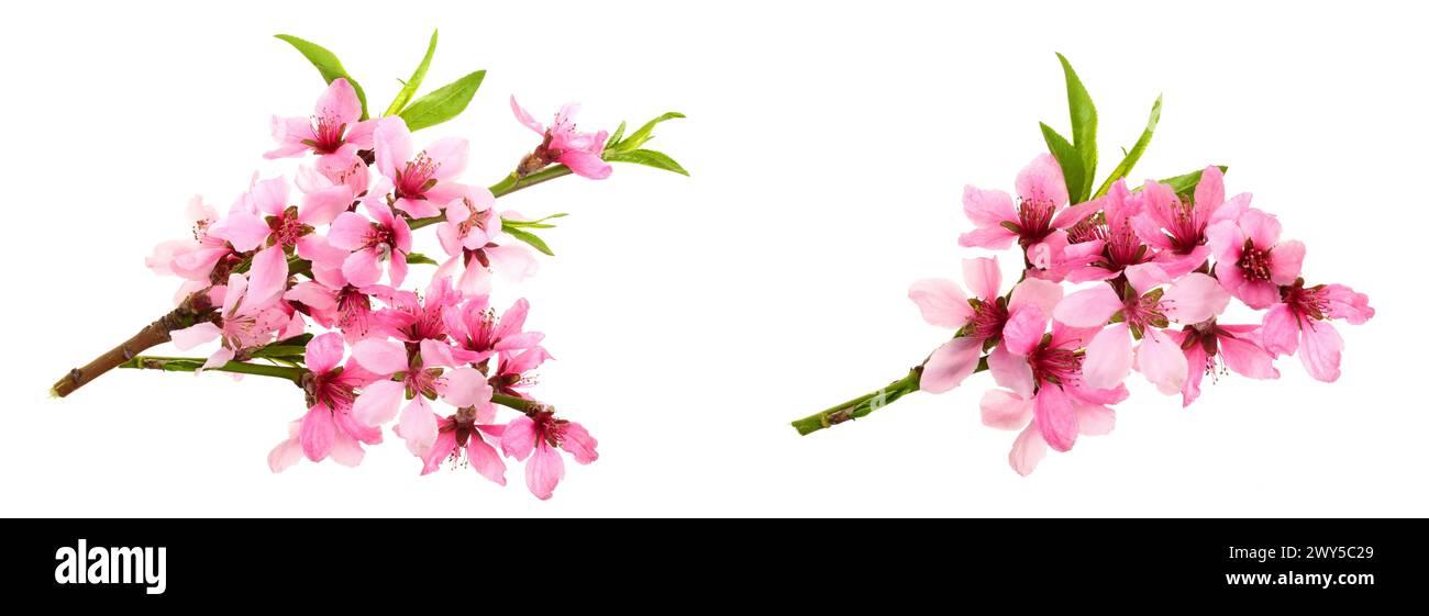 Cherry blossom, sakura flowers isolated on white background Stock Photo ...
