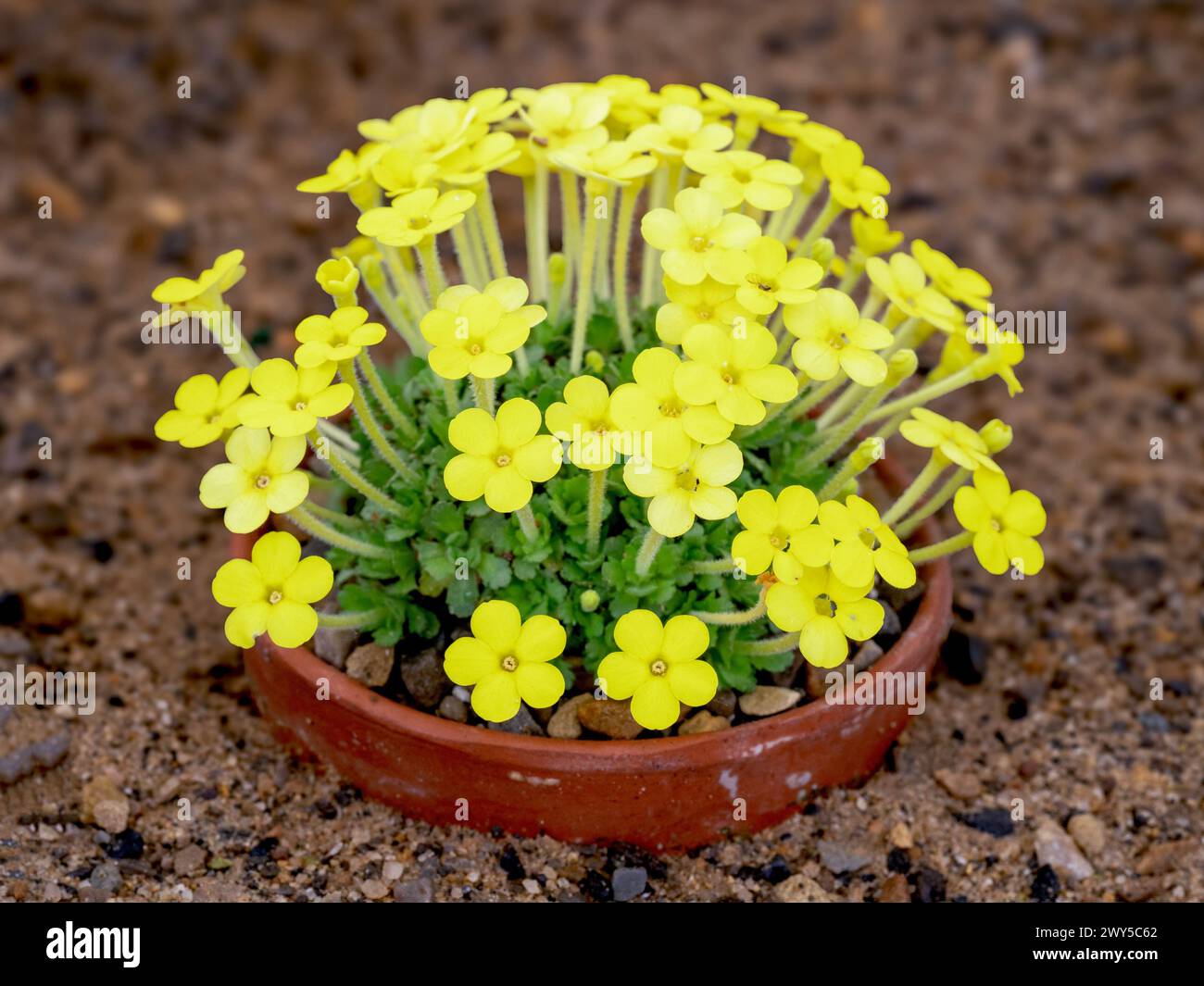 Dionysia gaubae plant with bright yellow flowers Stock Photo