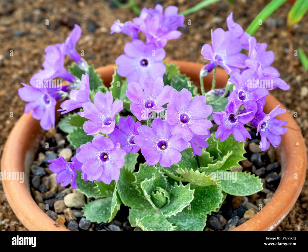Purple flowers of Primula marginata El Bolton Stock Photo