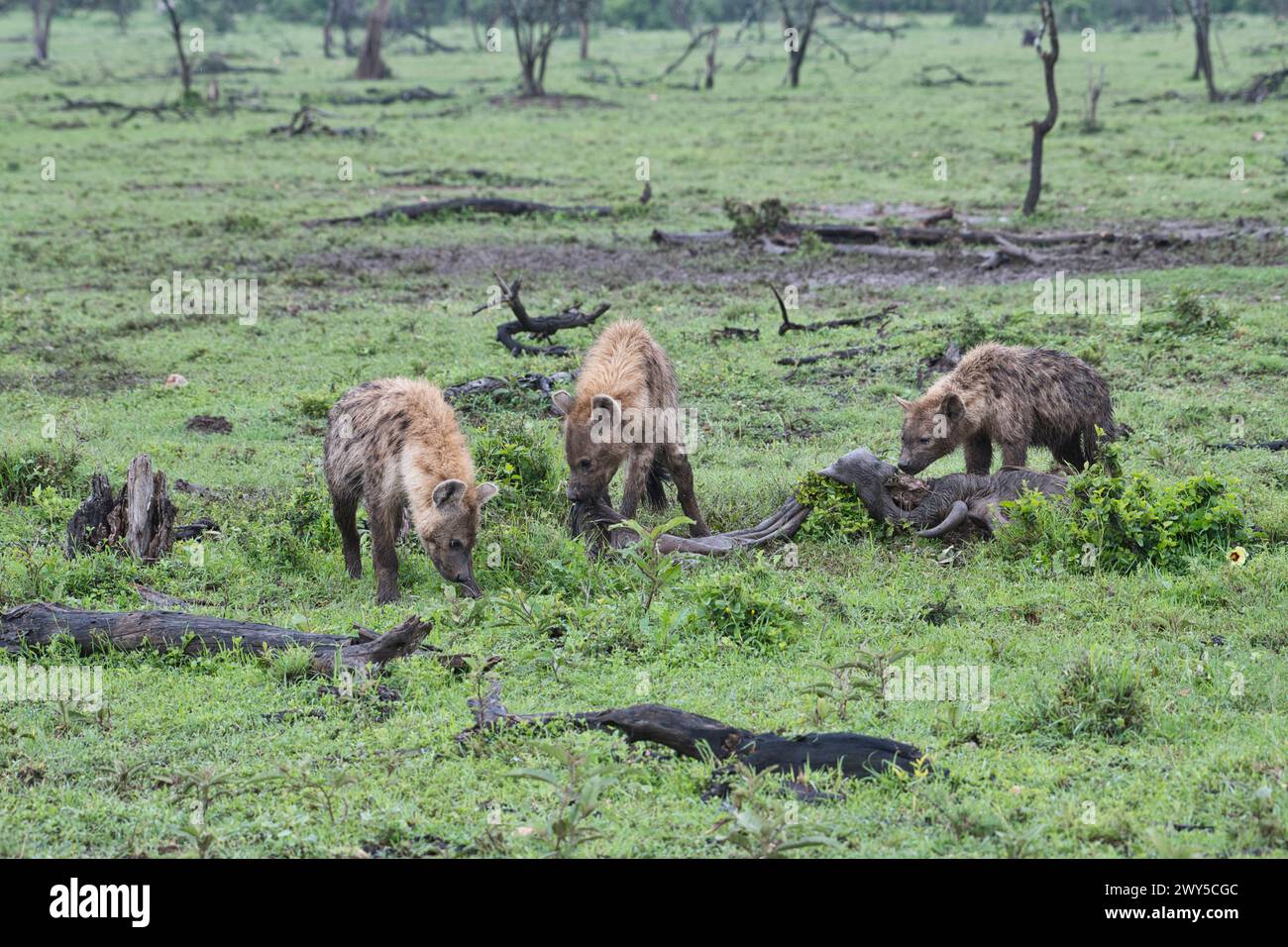 Three hyena hi-res stock photography and images - Alamy