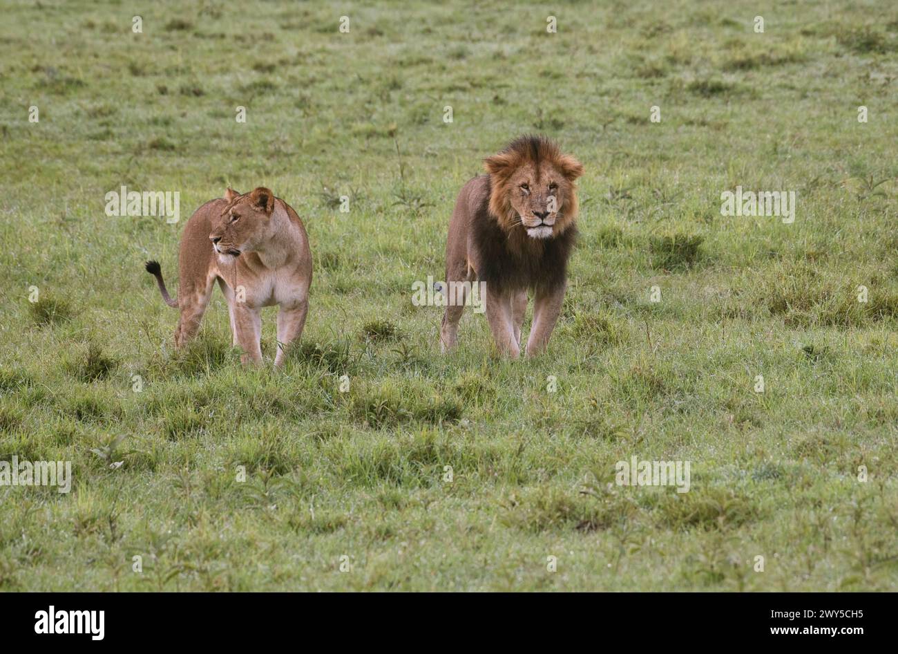 A pair of African lions (Panthera leo), probably a courting pair Stock ...