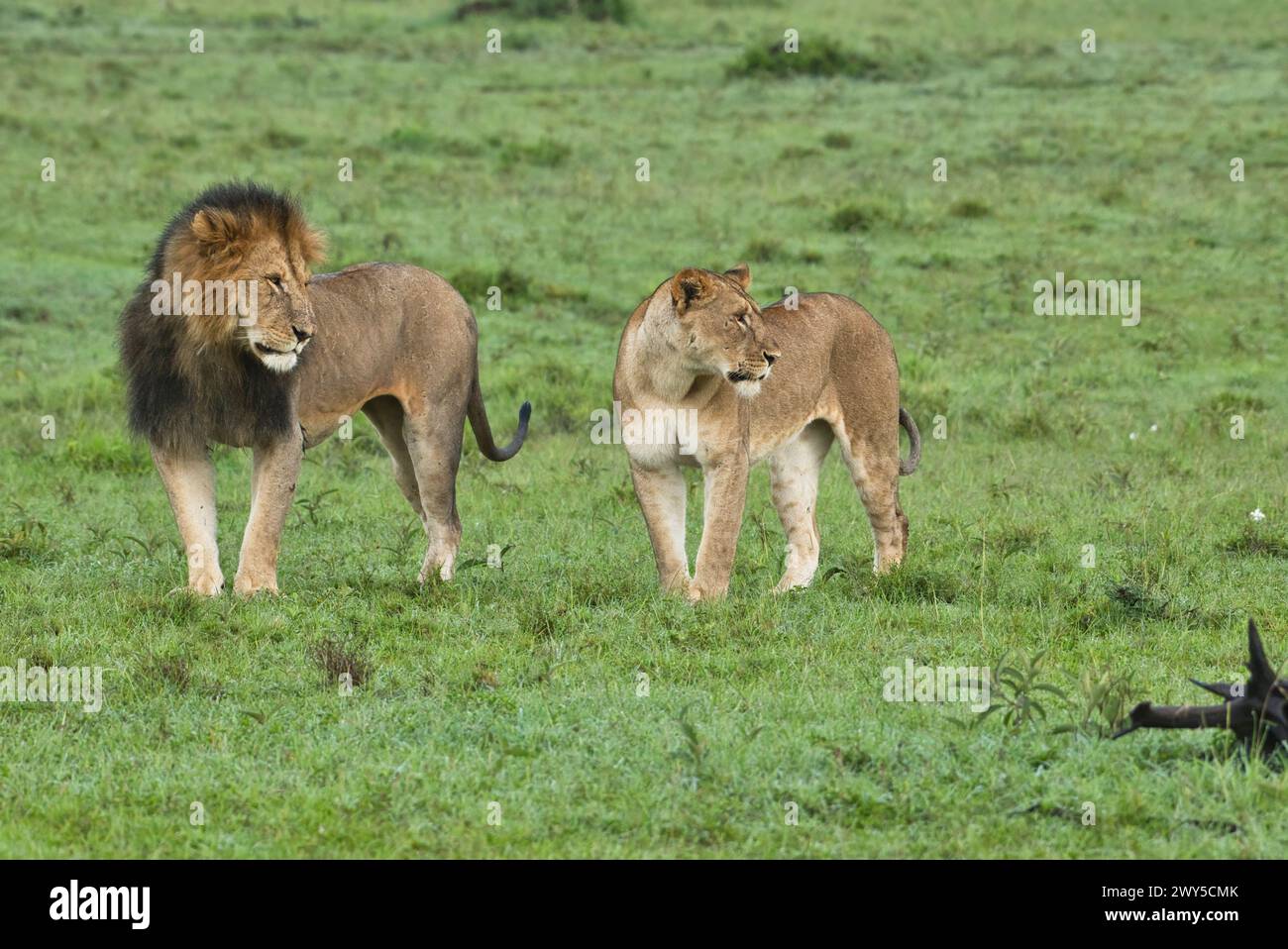 A pair of African lions (Panthera leo), probably a courting pair Stock ...