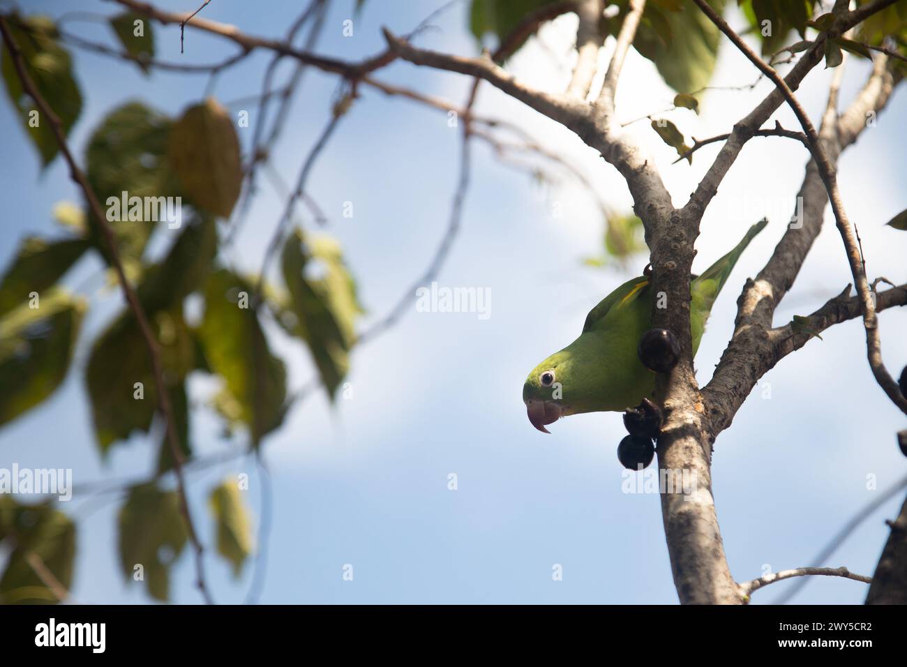 GOIANIA GOIAS BRAZIL - ABRIL 03 2024: A Common Parakeet (Brotogeris tirica), perched on a branch of a jabuticaba tree (Plinia cauliflora). Stock Photo
