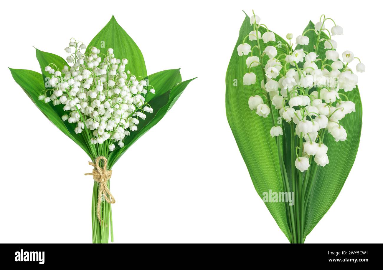 Lilly of the valley flowers isolated on white background with full ...