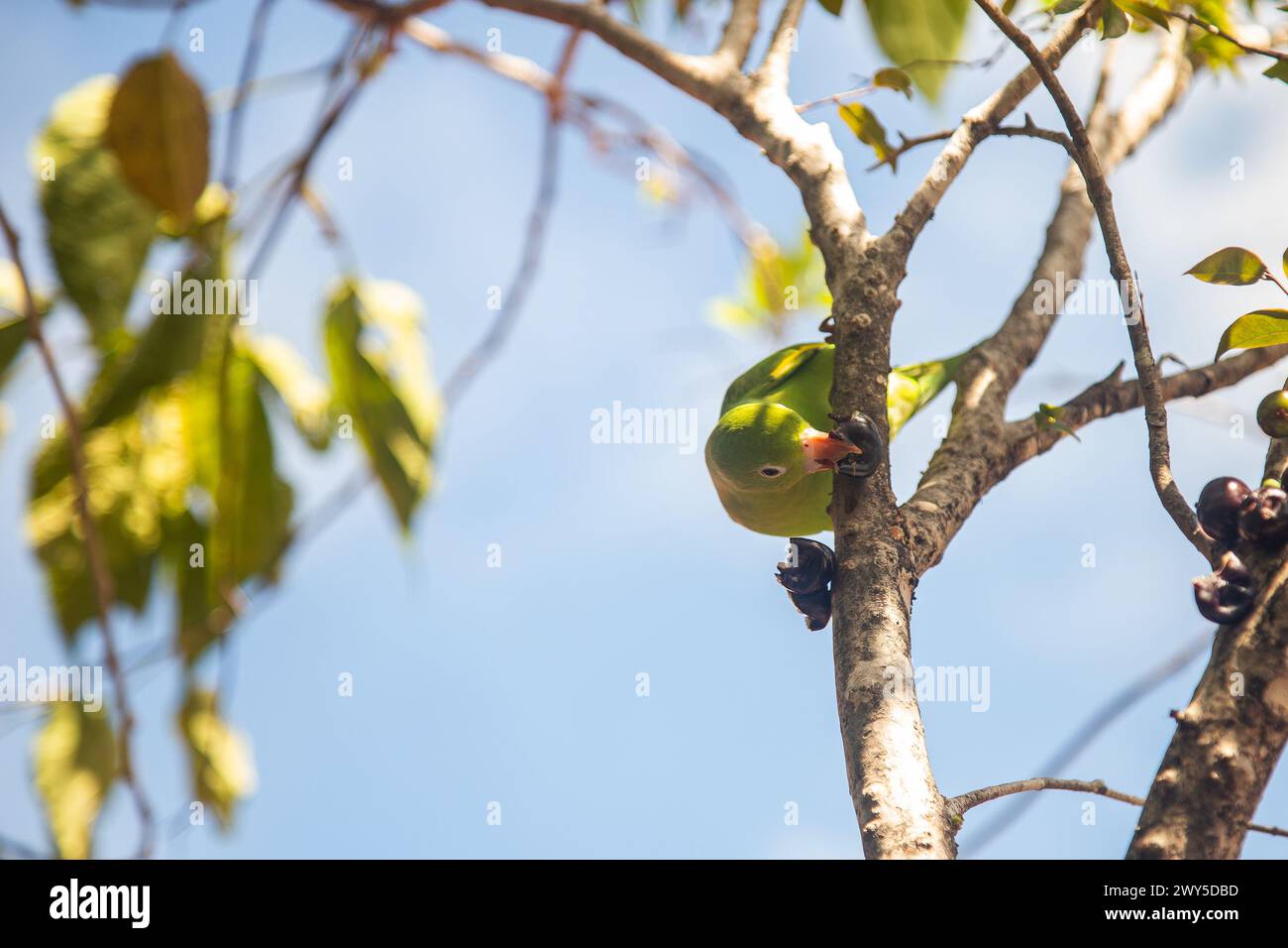 GOIANIA GOIAS BRAZIL - ABRIL 03 2024: A Common Parakeet (Brotogeris tirica), perched on a branch of a jabuticaba tree (Plinia cauliflora). Stock Photo