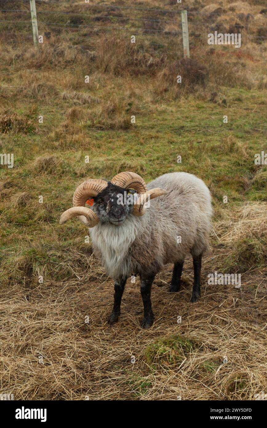 Orkney Boreray sheep ram Stock Photo Alamy