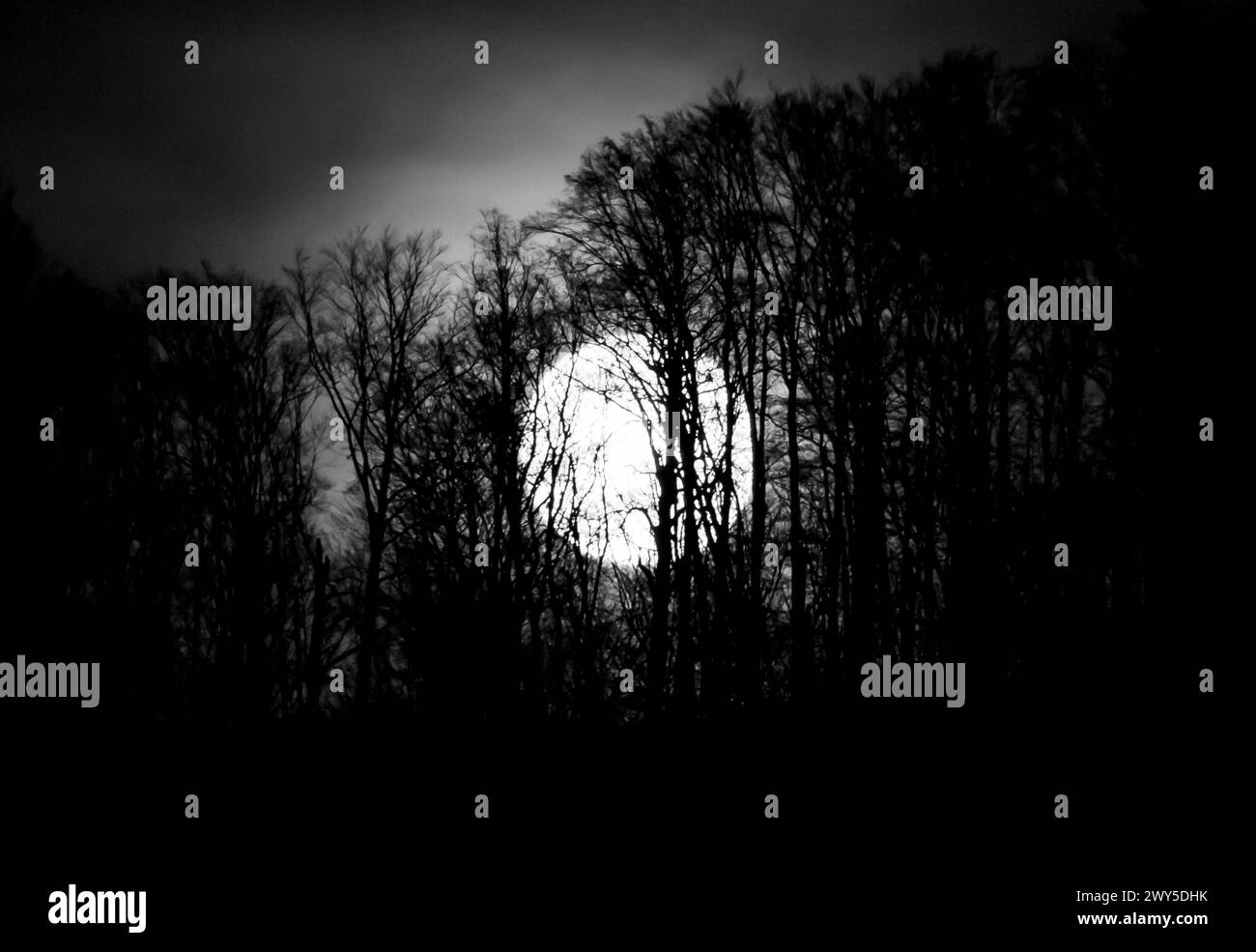 The Silhouetted trees under the moonlight with full moon shining in the background Stock Photo