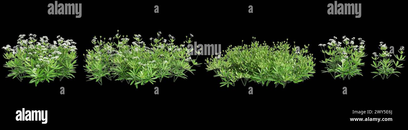 3d illustration of set Galium odoratum bush isolated on black background Stock Photo