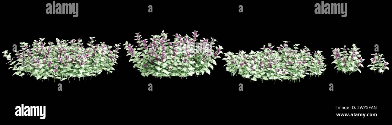 3d illustration of set Lamium maculatum bush isolated on black background Stock Photo