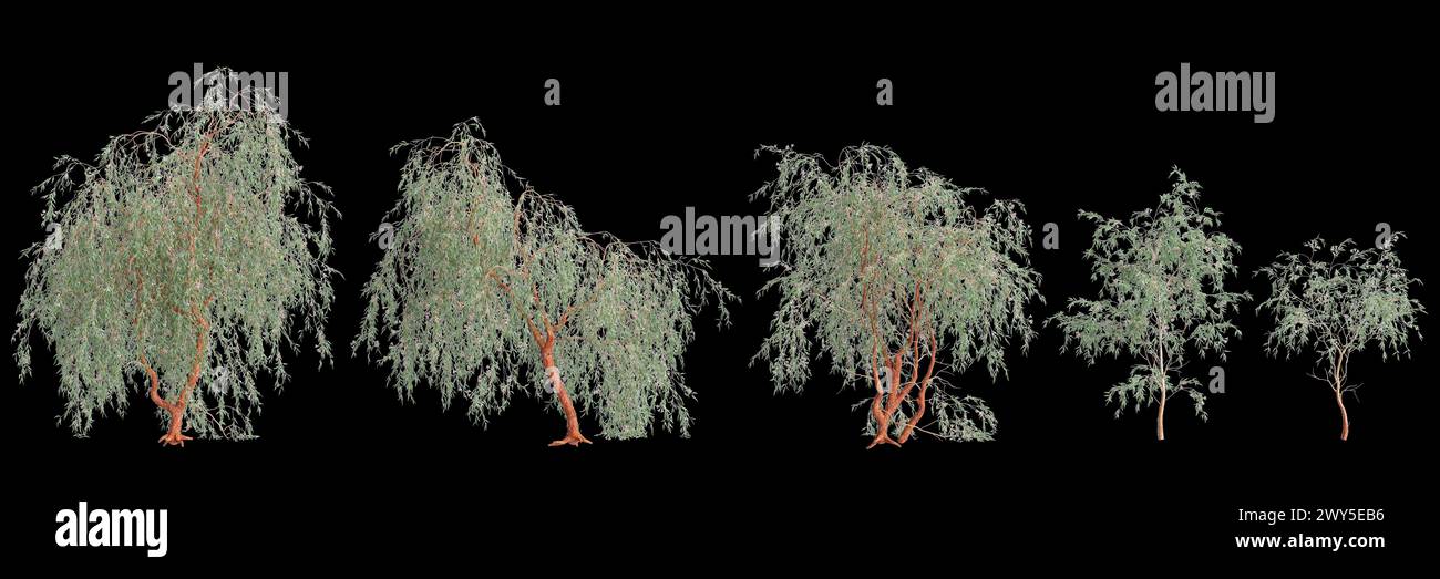 3d illustration of set Eucalyptus caesia tree isolated on black ...