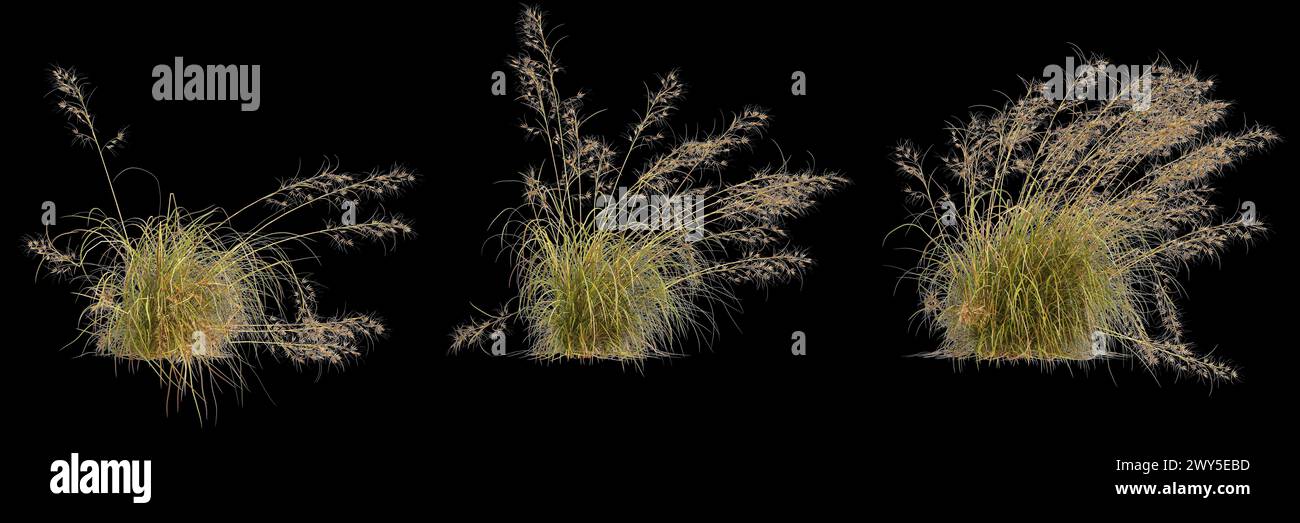 3d illustration of set Themeda triandra bush isolated on black background Stock Photo