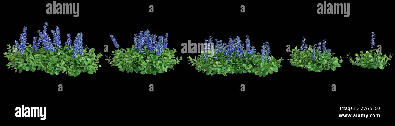 3d illustration of set Ajuga reptans bush isolated on black background Stock Photo