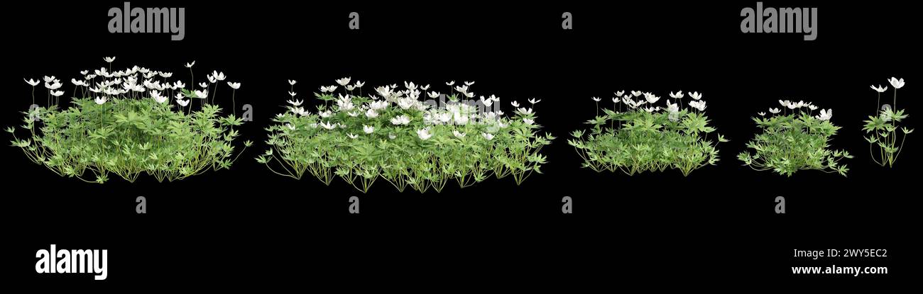 3d illustration of set Anemone canadensis bush isolated on black background Stock Photo