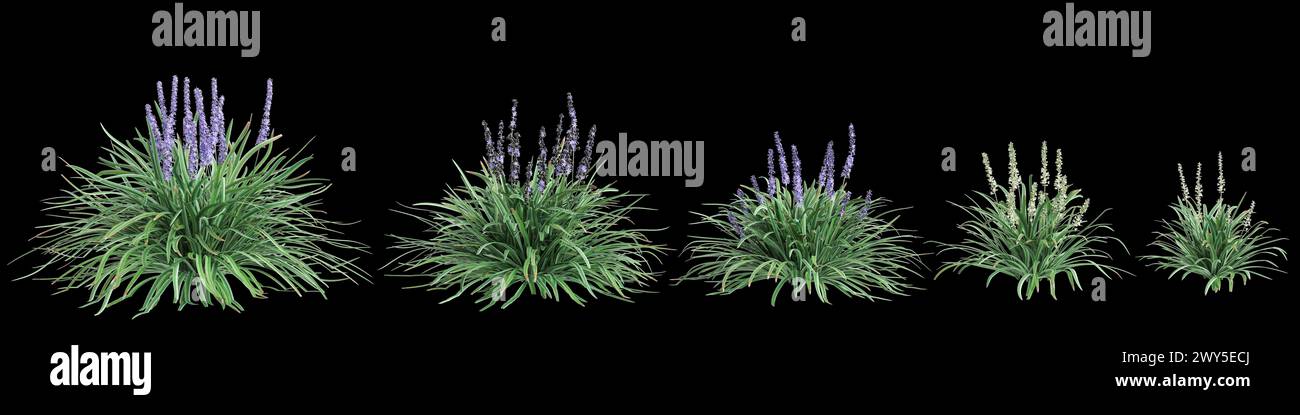 3d illustration of set Liriope spicata bush isolated on black background Stock Photo