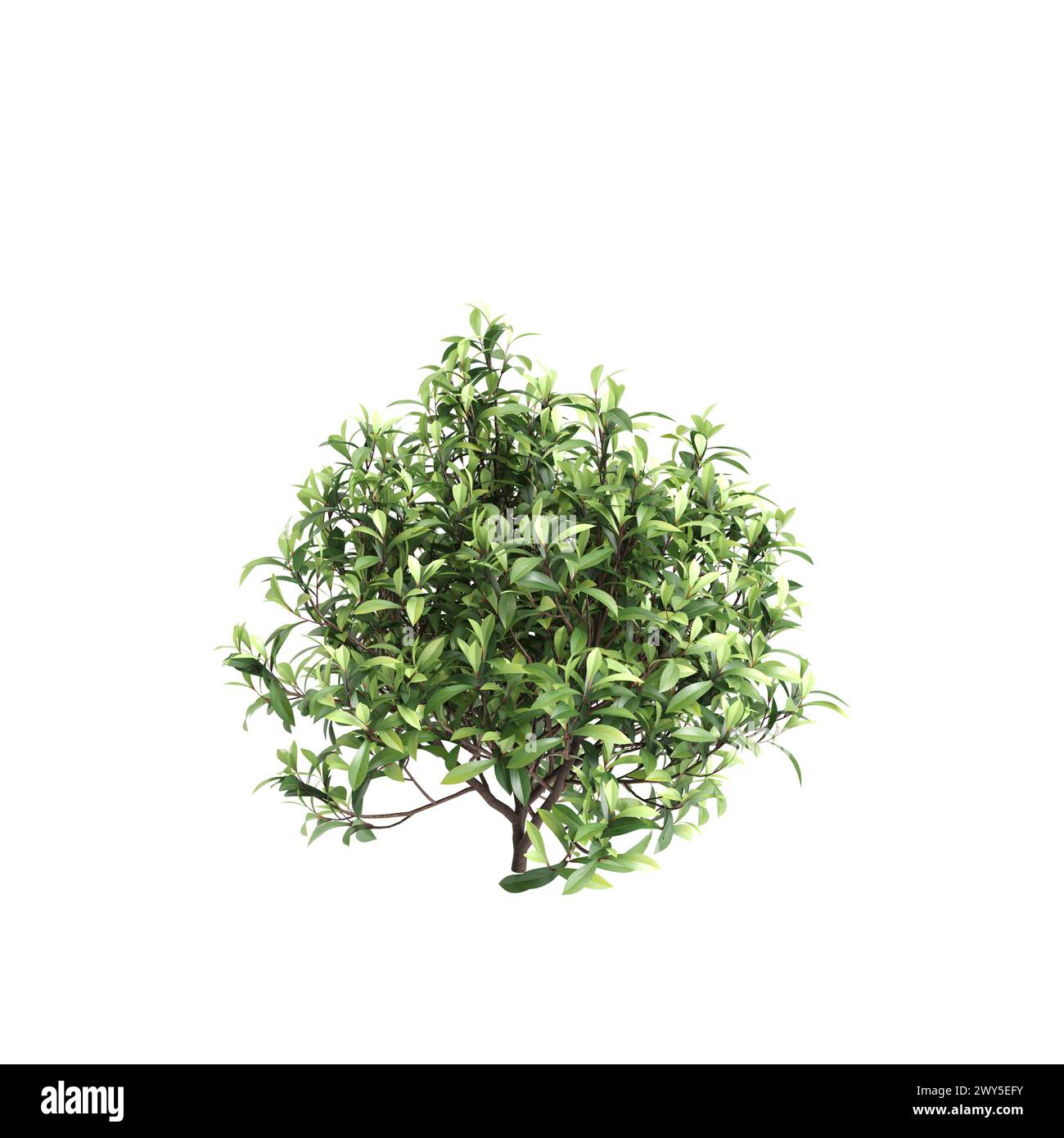 3d illustration of Tasmannia purpurascens tree isolated on black background Stock Photo