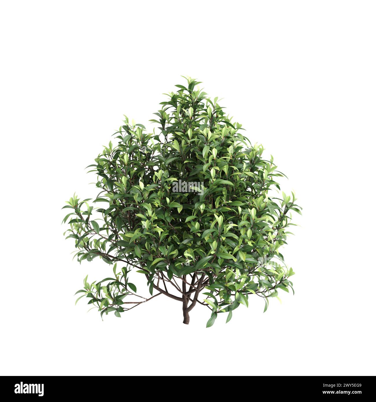 3d illustration of Tasmannia purpurascens tree isolated on black background Stock Photo