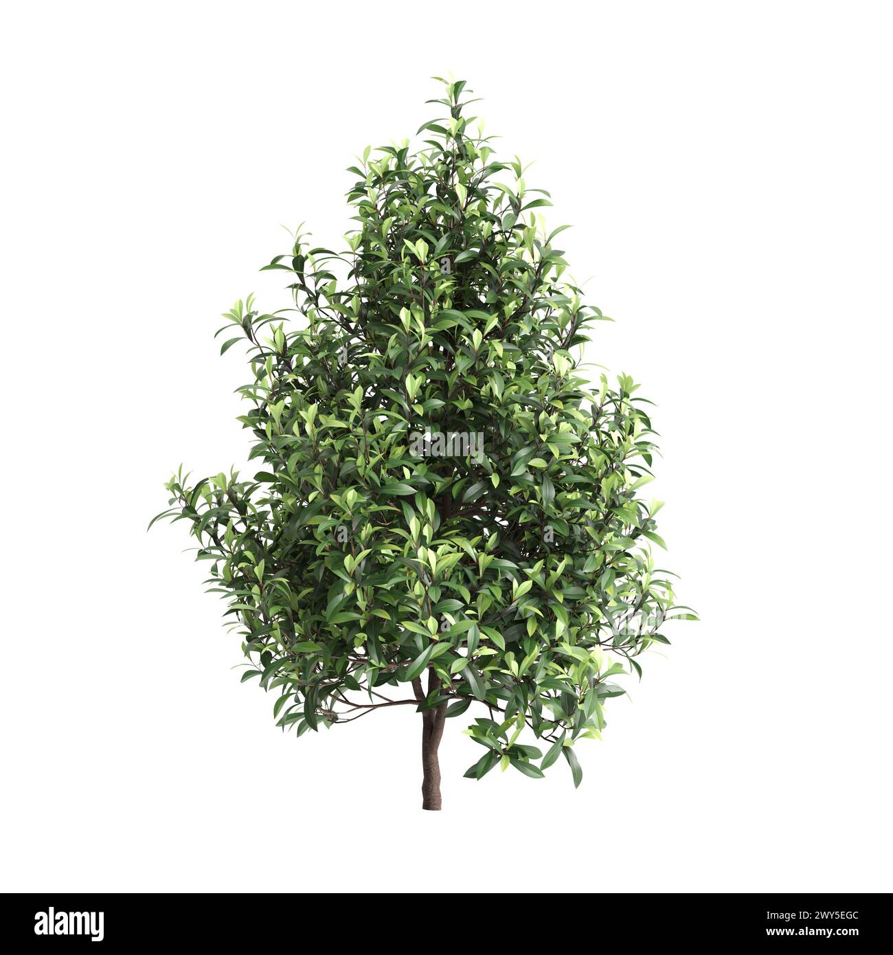 3d illustration of Tasmannia purpurascens tree isolated on black background Stock Photo