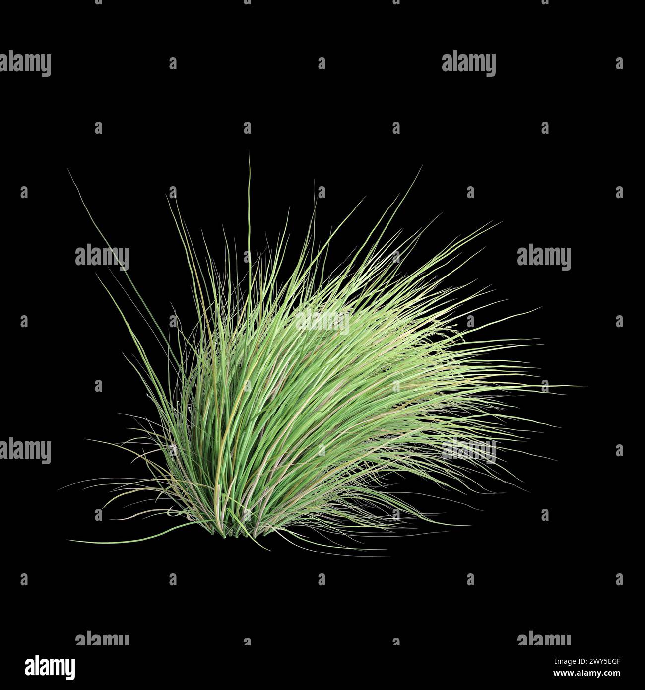 3d illustration of Poa labillardier bush isolated on black background Stock Photo