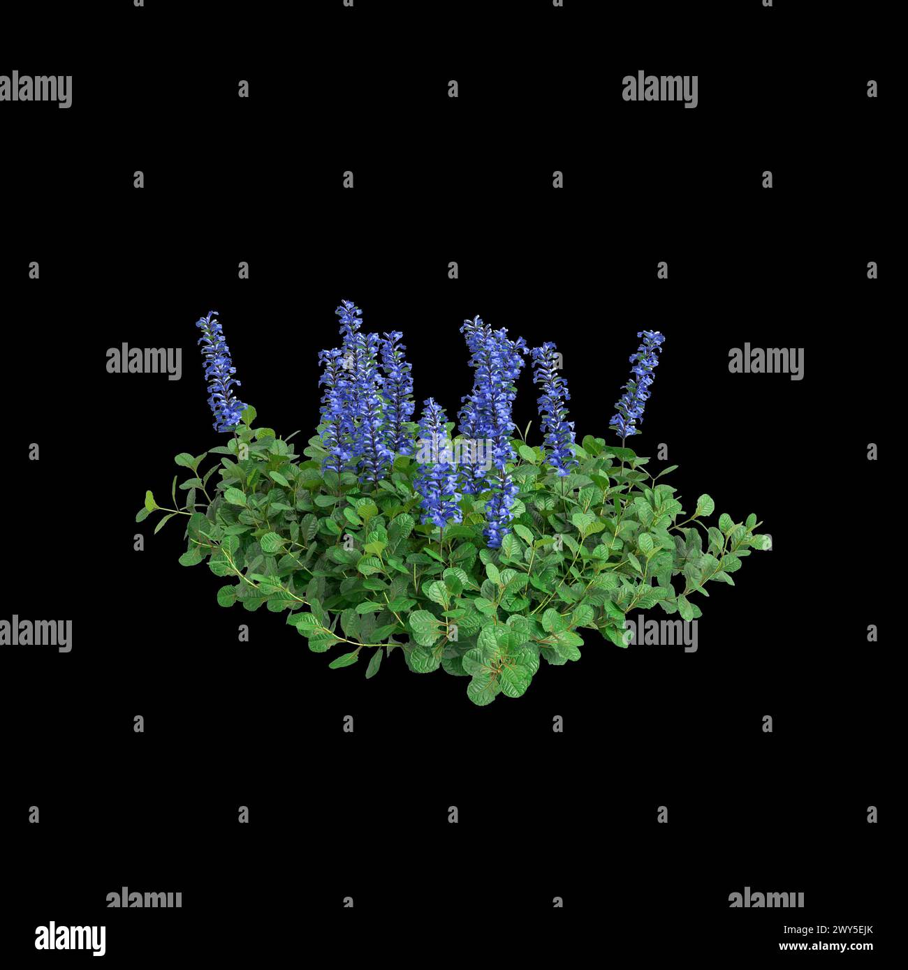 3d illustration of Ajuga reptans bush isolated on black background Stock Photo