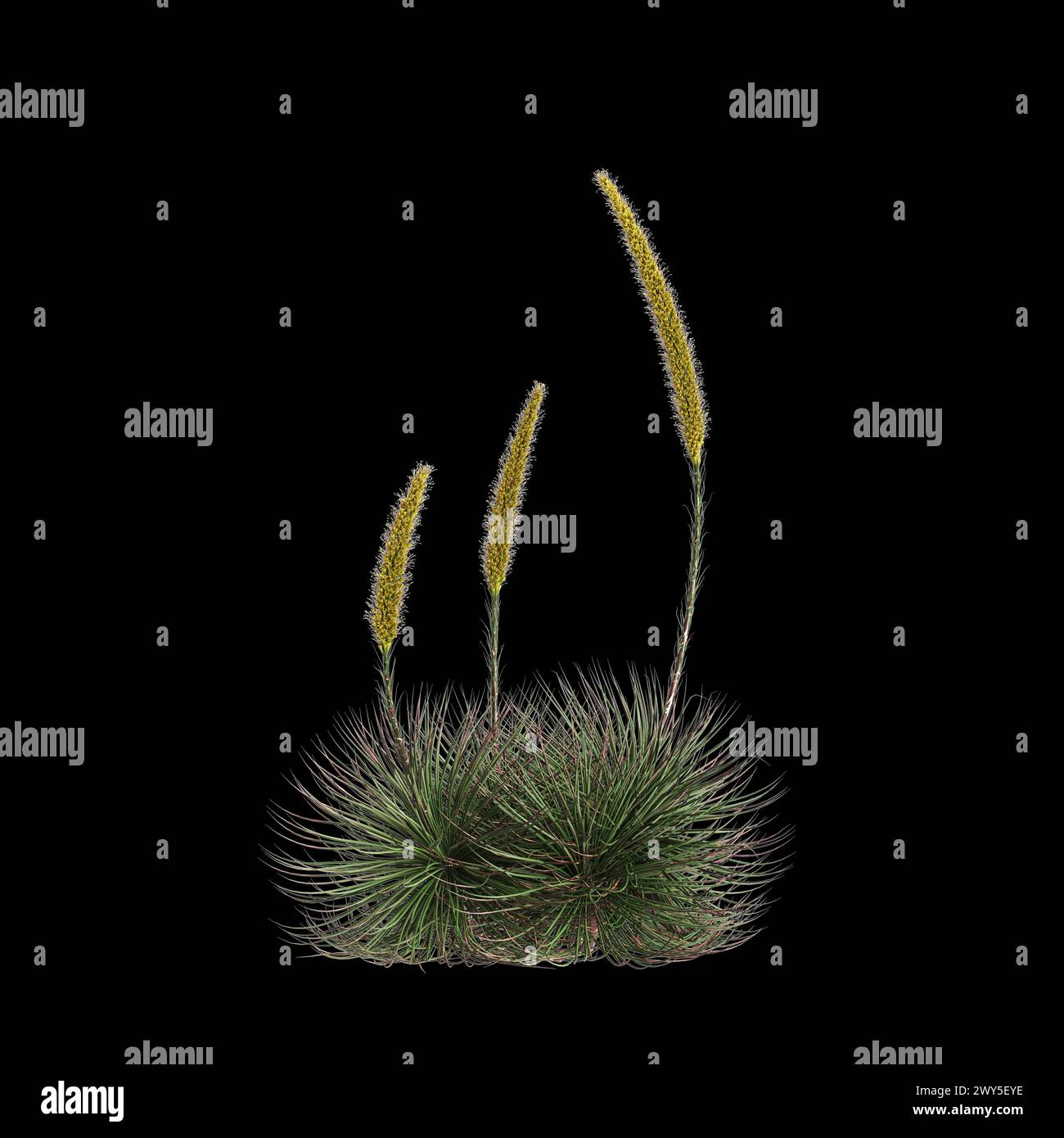 3d illustration of Agave stricta bush isolated on black background Stock Photo