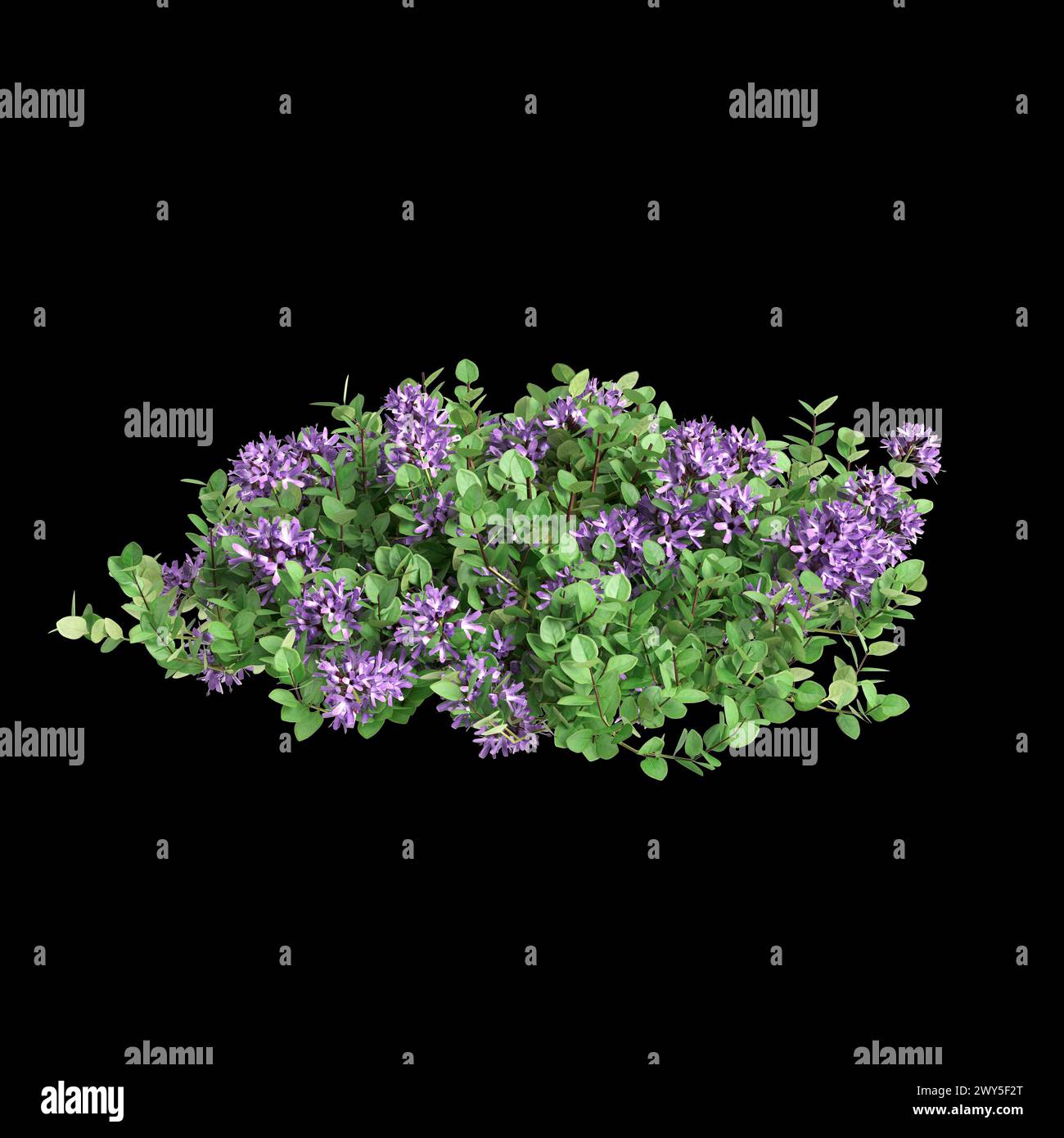 3d illustration of Thymus serpyllum bush isolated on black background Stock Photo