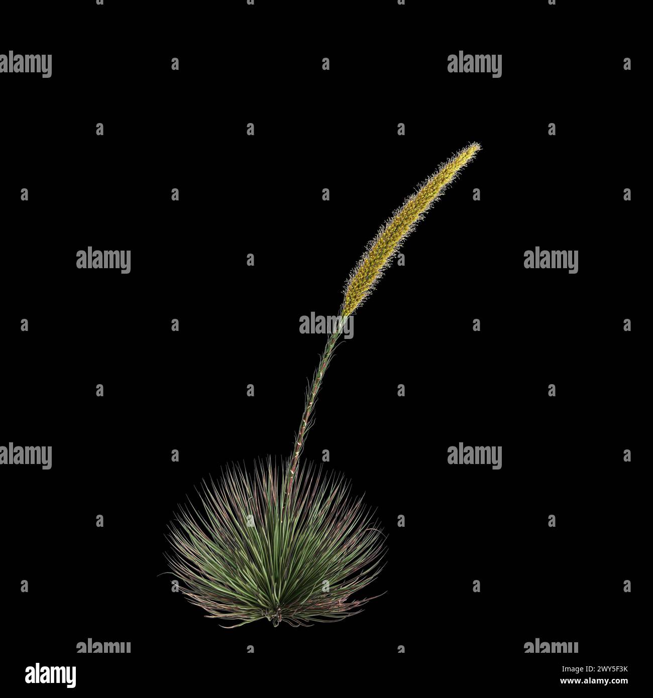 3d illustration of Agave stricta bush isolated on black background Stock Photo