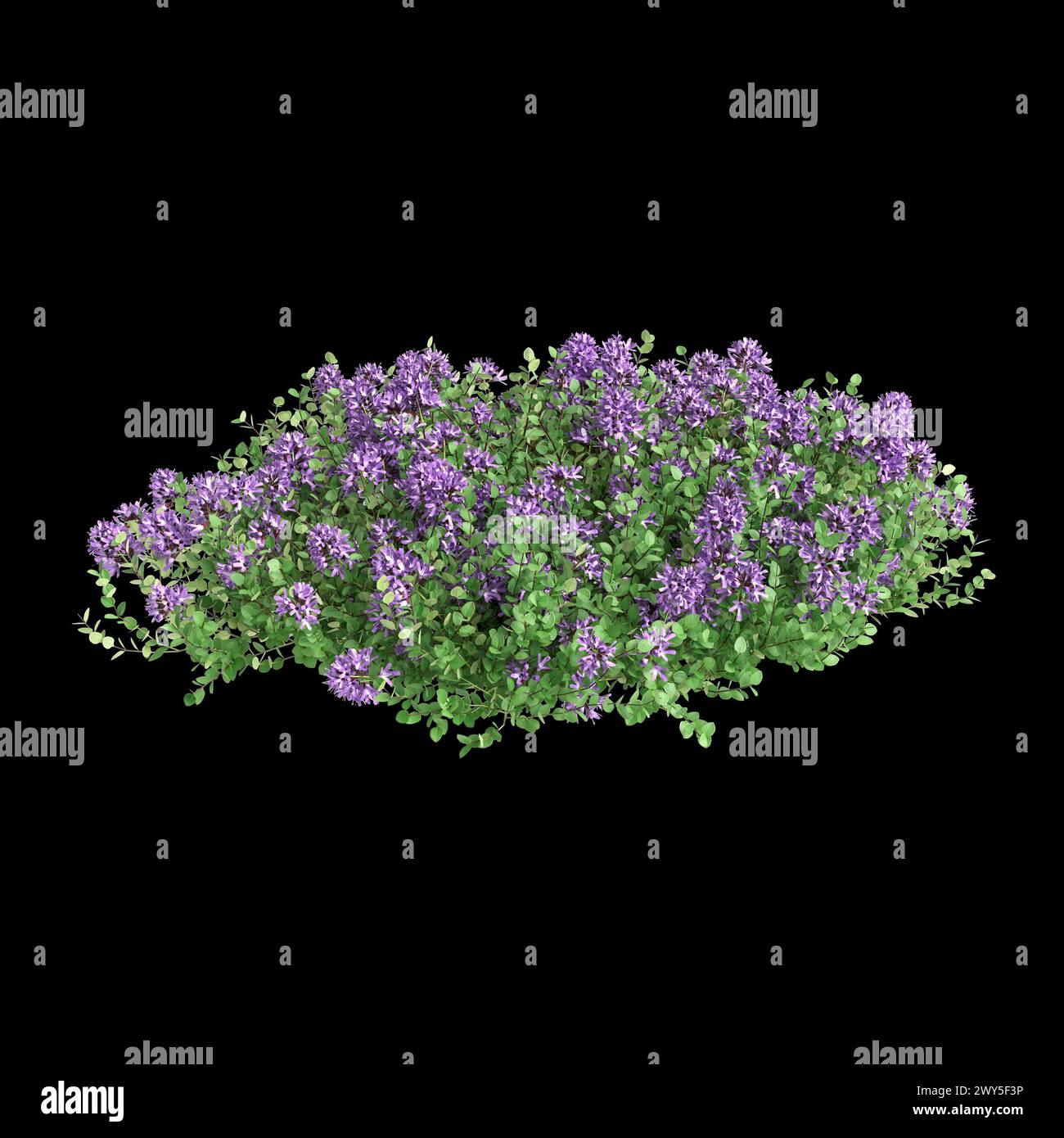 3d illustration of Thymus serpyllum bush isolated on black background Stock Photo