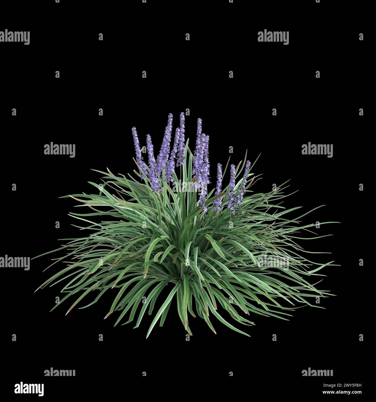 3d illustration of Liriope spicata bush isolated on black background Stock Photo