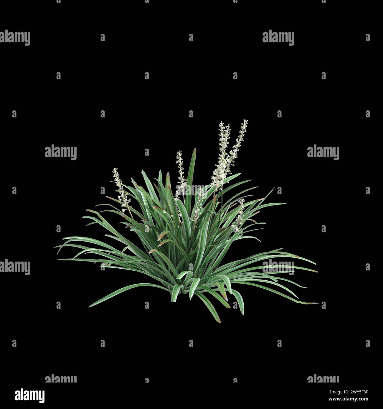 3d illustration of Liriope spicata bush isolated on black background Stock Photo