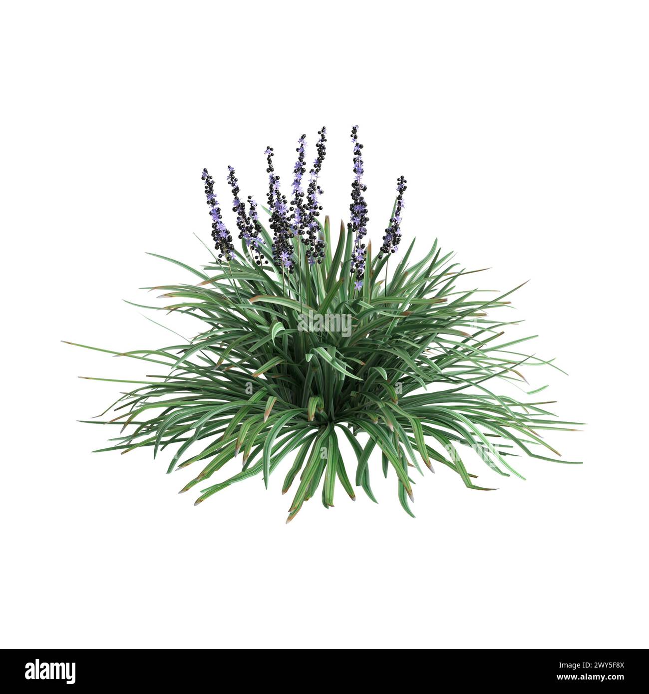 3d illustration of Liriope spicata bush isolated on white background Stock Photo