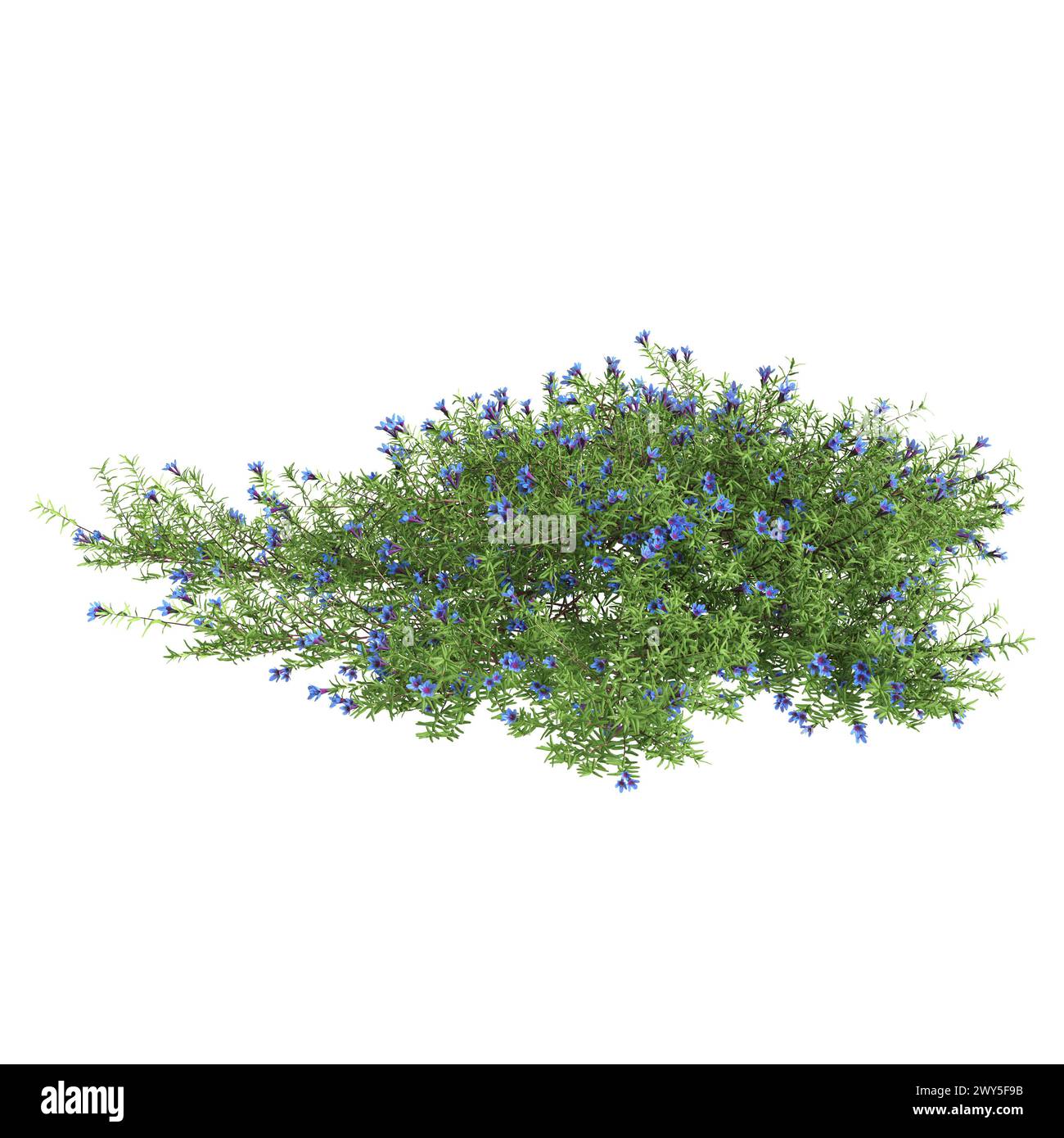 3d illustration of Lithodora diffusa bush isolated on white background Stock Photo