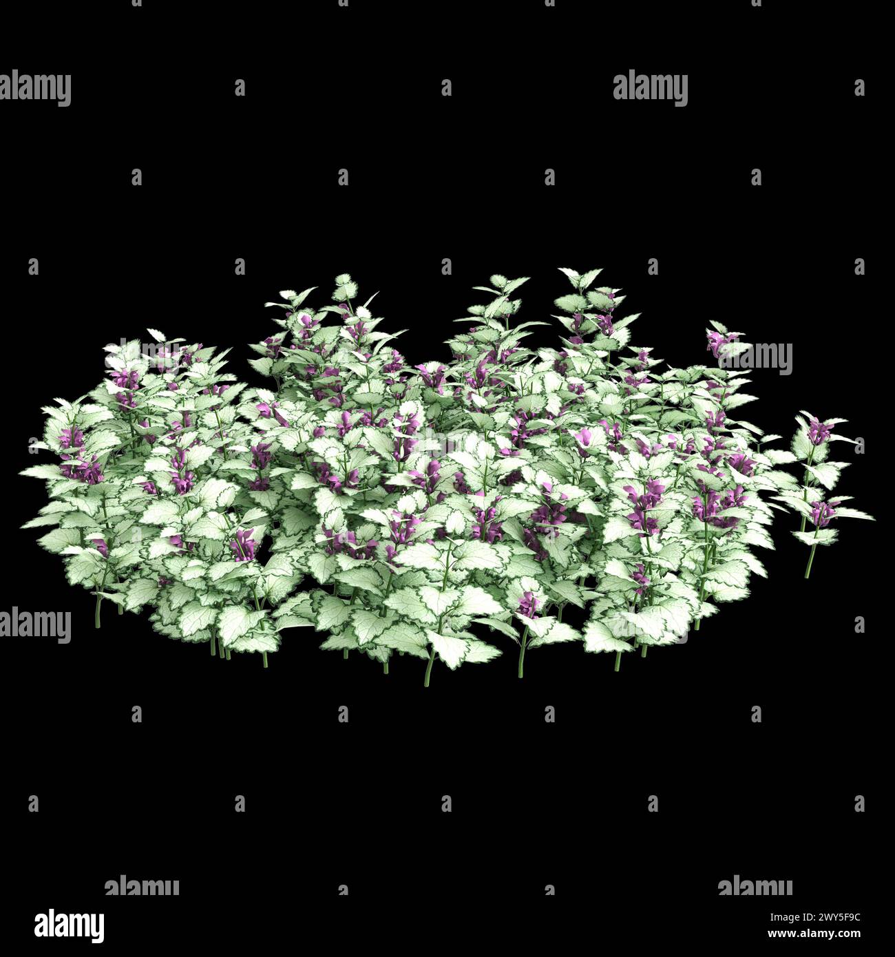 3d illustration of Lamium maculatum bush isolated on black background Stock Photo
