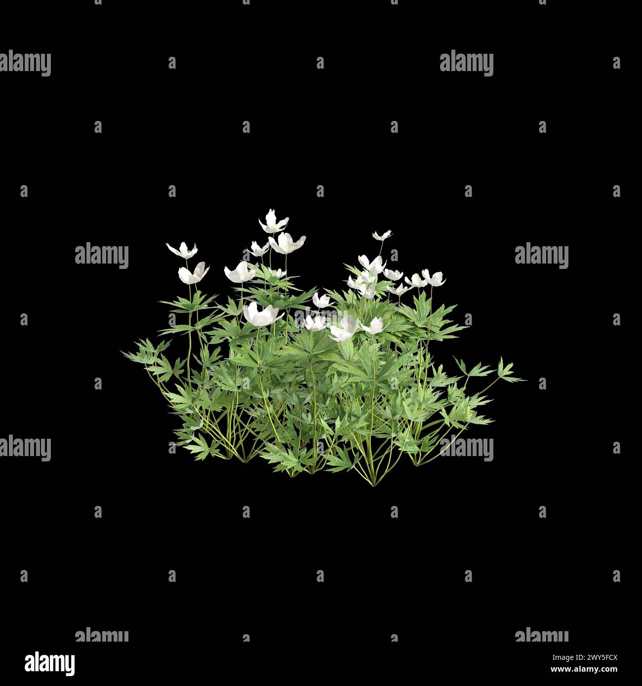 3d illustration of Anemone canadensis bush isolated on black background Stock Photo