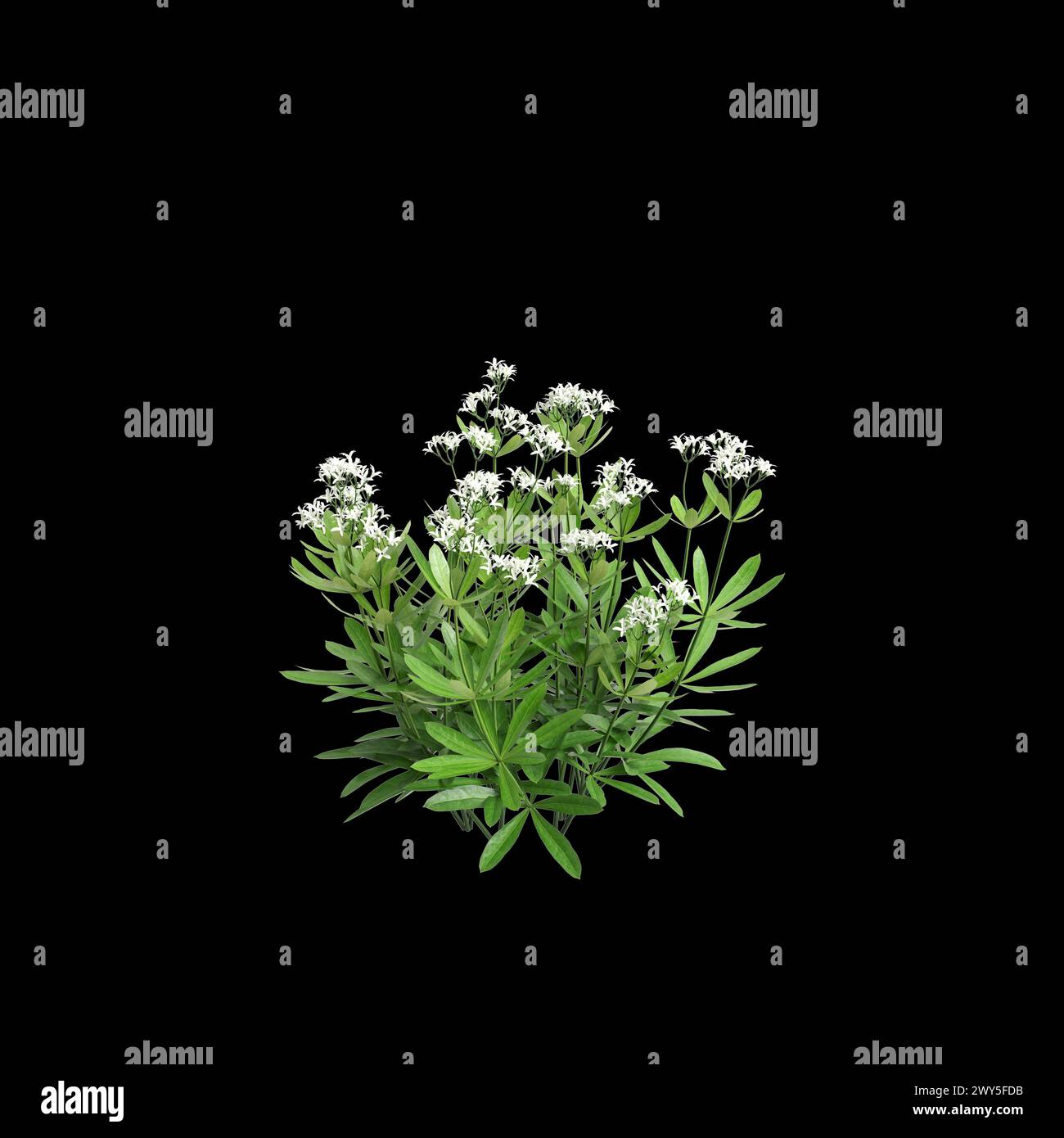 3d illustration of Galium odoratum bush isolated on black background Stock Photo