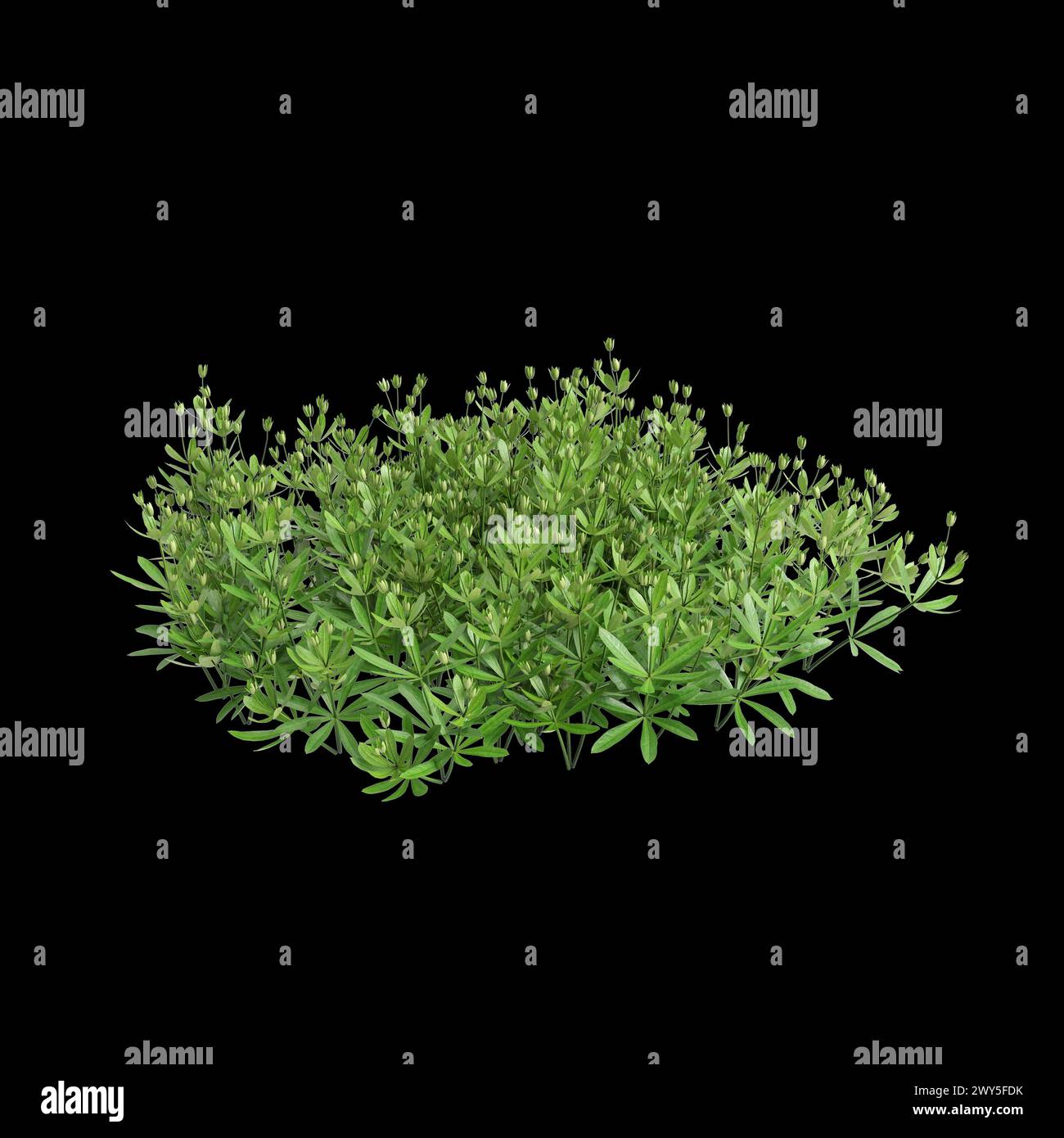 3d illustration of Galium odoratum bush isolated on black background Stock Photo