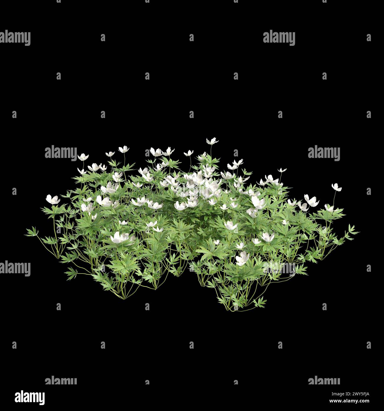 3d illustration of Anemone canadensis bush isolated on black background Stock Photo