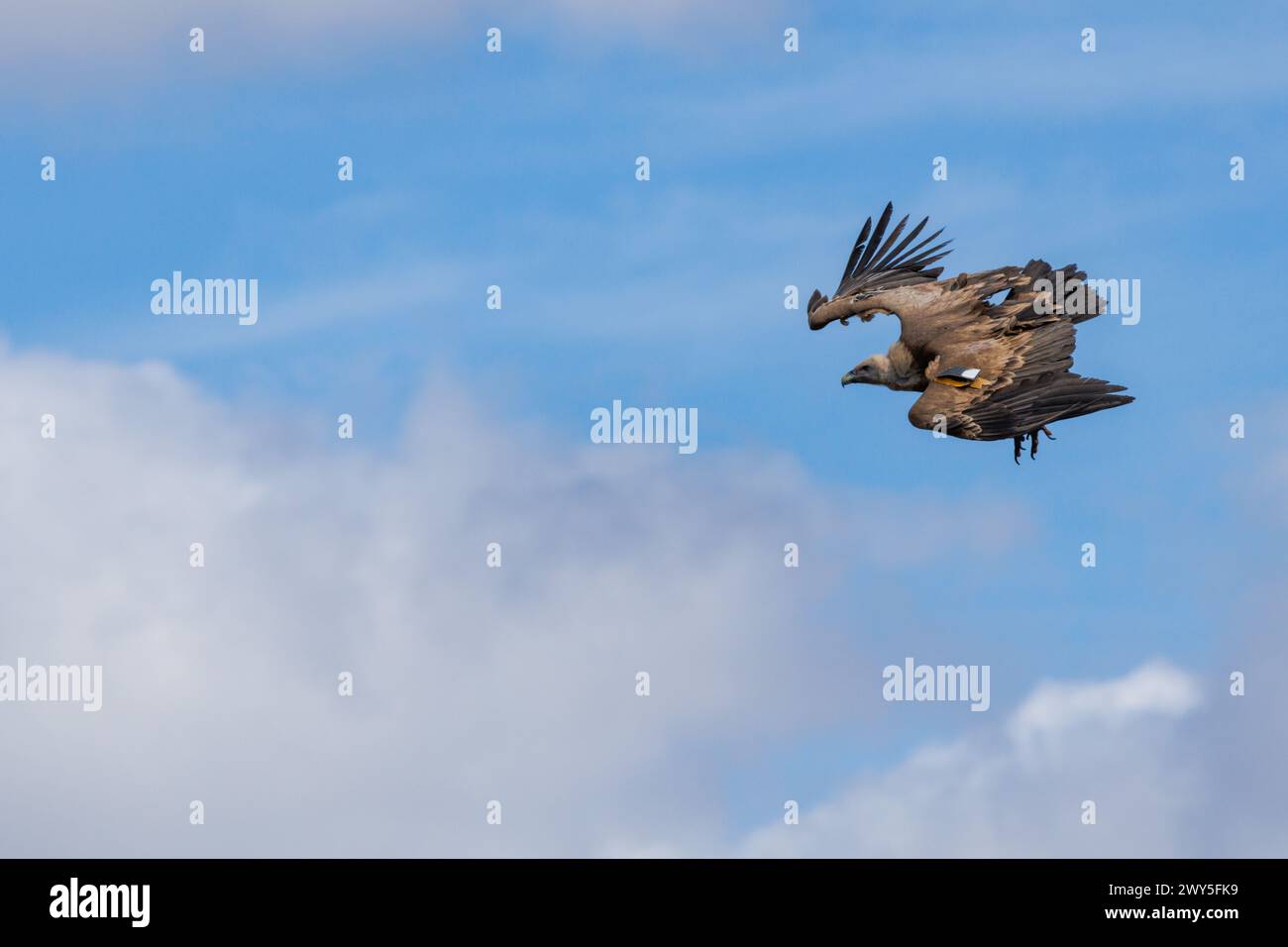 Griffon vulture, Gyps fulvus, flapping its wings during flight over the Cint ravine in Alcoy, Spain Stock Photo