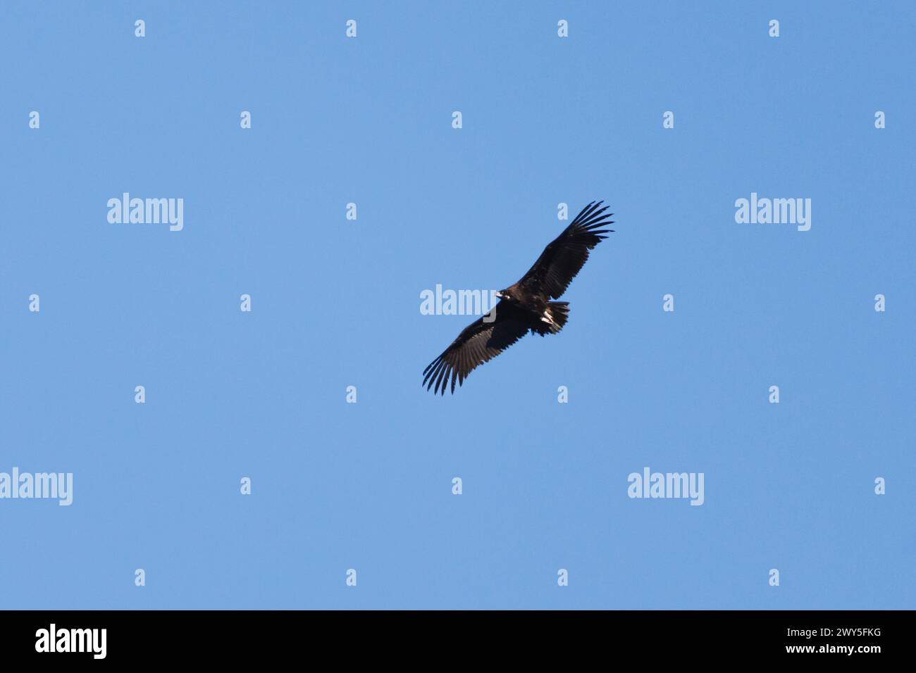 Black vulture, Aegypius monachus, flying with blue sky background, Alcoy, Spain Stock Photo