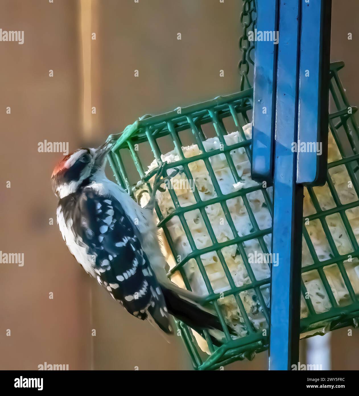 Male downy woodpecker eating at a green caged suet feeder on a summer day in a backyard in