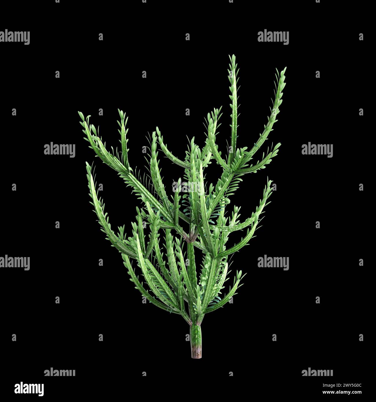 3d illustration of Euphorbia trigona bush isolated on black background Stock Photo