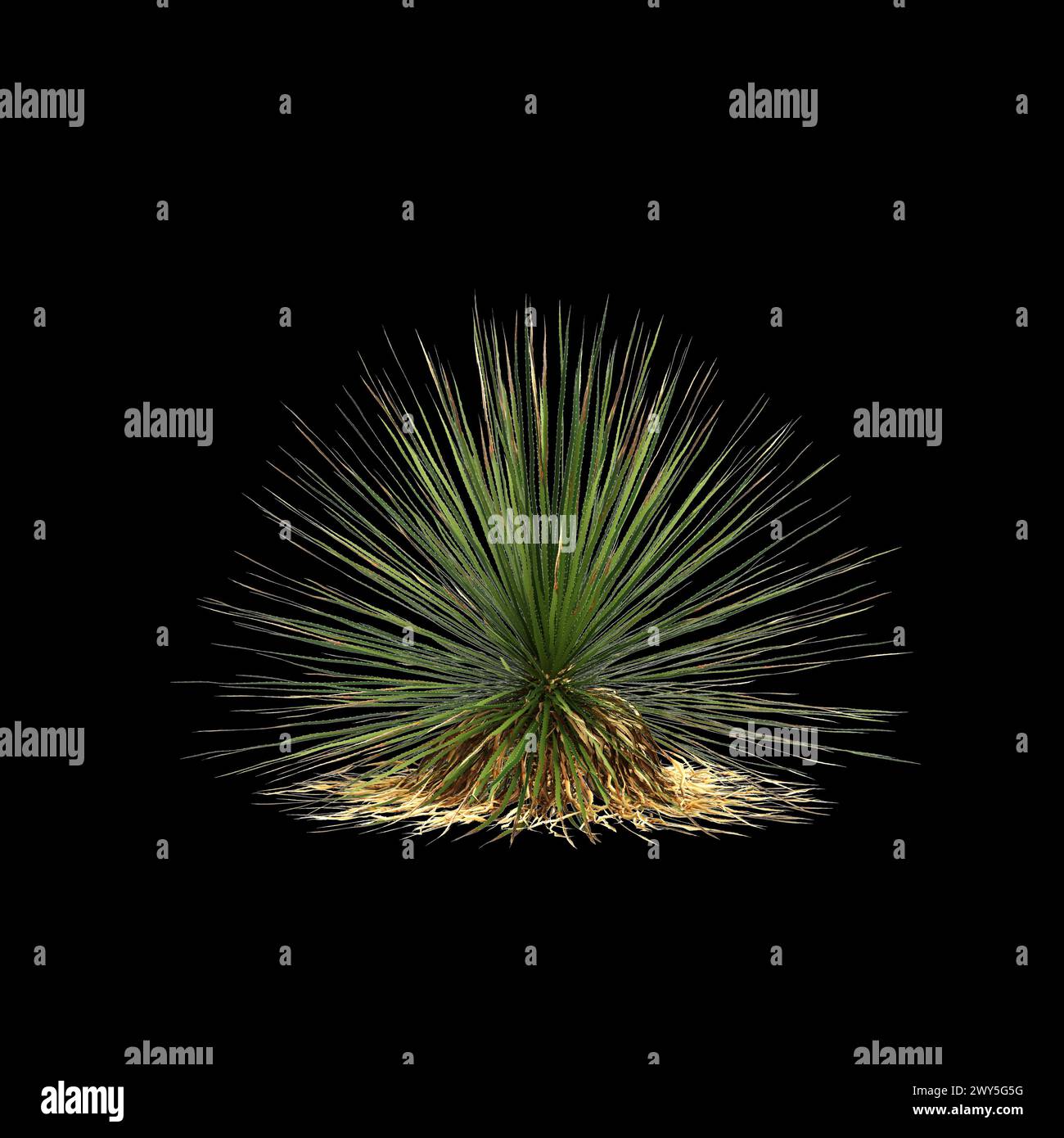 3d illustration of Dasylirion texanum bush isolated on black background Stock Photo