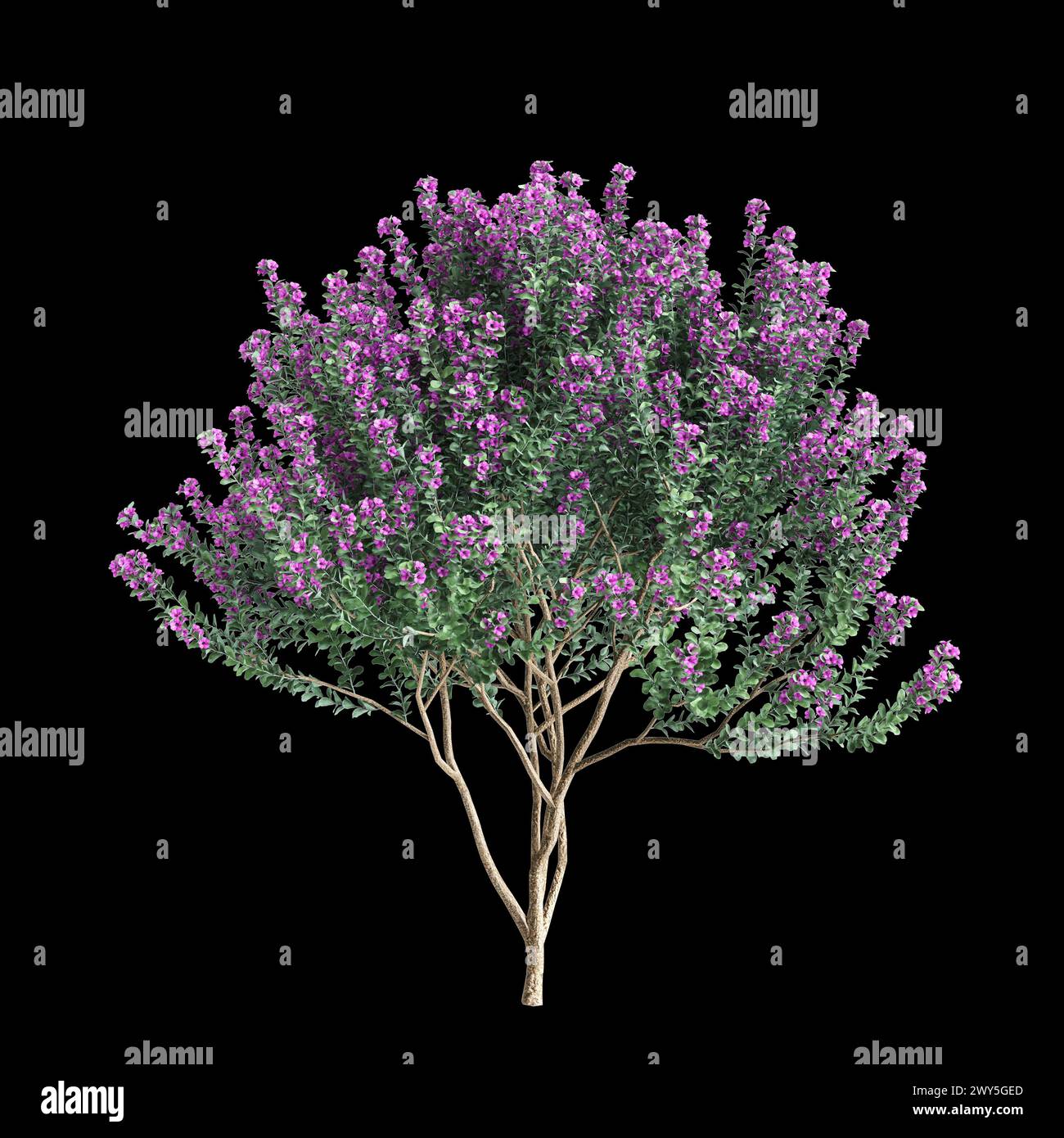 3d illustration of Leucophyllum frutescens bush isolated on black background Stock Photo