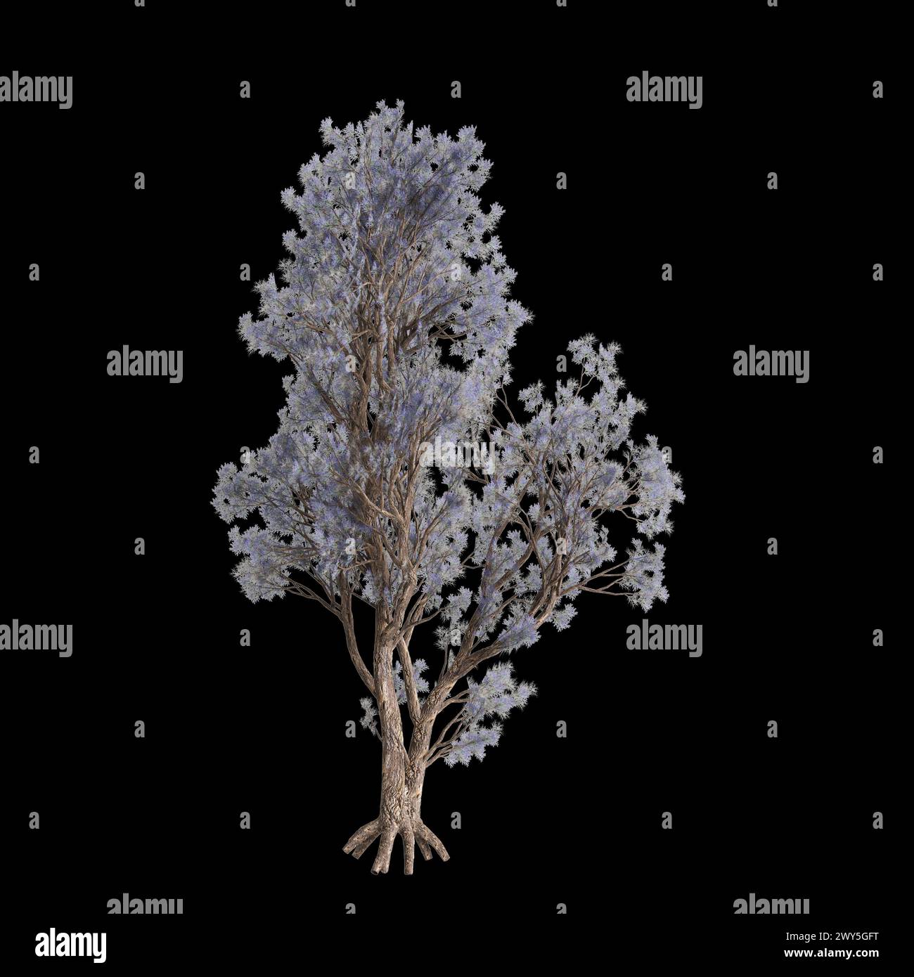 3d illustration of Psorothamnus spinosus tree isolated on black background Stock Photo