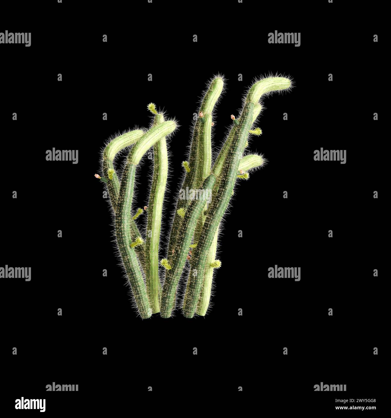 3d illustration of Bergerocactus emoryi bush isolated on black background Stock Photo