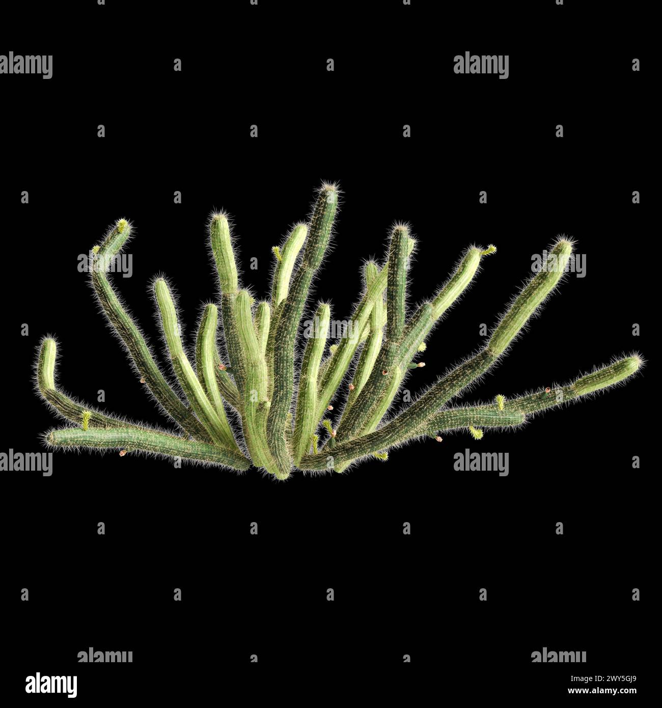 3d illustration of Bergerocactus emoryi bush isolated on black background Stock Photo