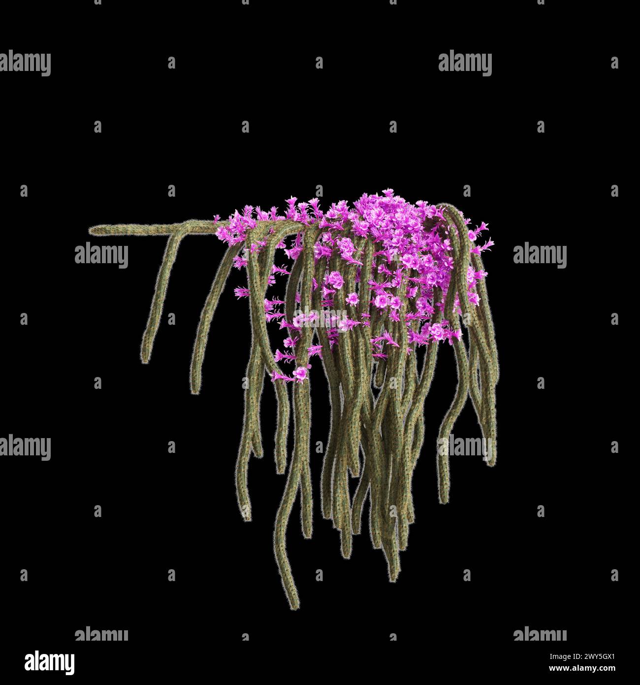 3d illustration of Aporocactus flagelliformis hanging plant isolated on black background Stock Photo