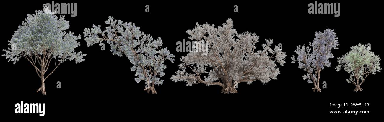 3d illustration of set Psorothamnus spinosus tree isolated on black background Stock Photo